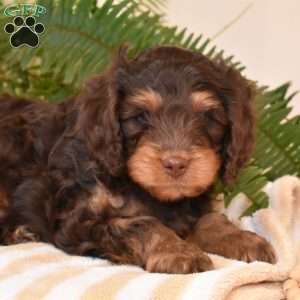 Shadow, Cavapoo Puppy